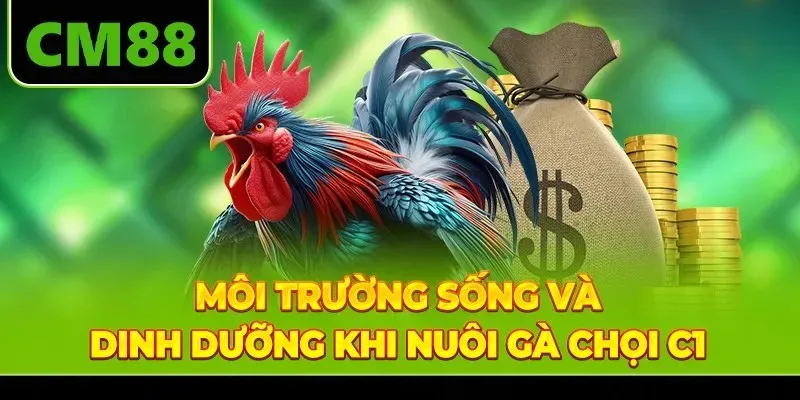 Môi trường sống và dinh dưỡng khi nuôi gà chọi C1