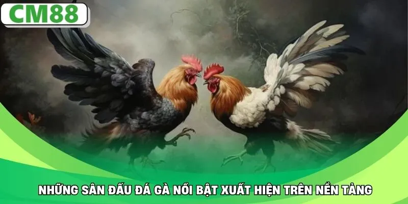 Những sân đấu đá gà nổi bật xuất hiện trên nền tảng